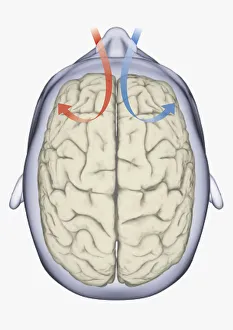 Digital illustration of same side processing of smell from nostril to human brain Digital illustration of same side processing of smell from nostril to human brain