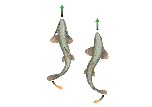 Digital illustration showing body propulsion of fish using tail and fin to generate sideways Digital illustration showing body propulsion of fish using tail and fin to generate sideways