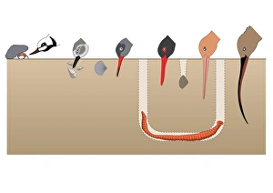 Digital illustration showing feeding strategies of birds and beak their shapes Digital illustration showing feeding strategies of birds and beak their shapes