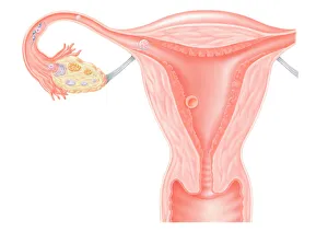 Digital illustration showing journey of fertilized human egg Digital illustration showing journey of fertilized human egg