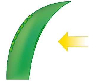 Digital illustration showing leaf growing towards light with auxin on the shaded side of stem Digital illustration showing leaf growing towards light with auxin on the shaded side of stem