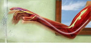 Digital illustration showing sensory neurons sending message to nerves in human arm after Digital illustration showing sensory neurons sending message to nerves in human arm after