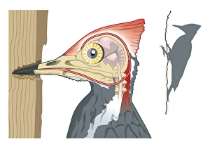 Digital illustration showing woodpeckers shock absorbers connecting chisel shaped beak to Digital illustration showing woodpeckers shock absorbers connecting chisel shaped beak to