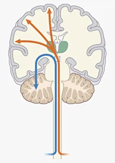 Digital illustration of unconscious and conscious pathways in human brain passing through thalamus ending in parietal Digital illustration of unconscious and conscious pathways in human brain passing through thalamus ending in parietal
