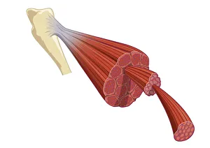 Digital illustration of vertebrate muscle attached to skeleton, consisting of bundles of muscle fibres composed of Digital illustration of vertebrate muscle attached to skeleton, consisting of bundles of muscle fibres composed of