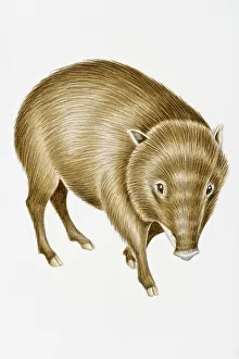 Digital illustration of White-Lipped Peccary (Tayassu pecari), found in Central and South America Digital illustration of White-Lipped Peccary (Tayassu pecari), found in Central and South America