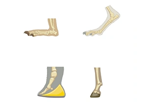 Digital illustrations of showing, plantigrade, digitigrade, and unguligrade walking gaits Digital illustrations of showing, plantigrade, digitigrade, and unguligrade walking gaits