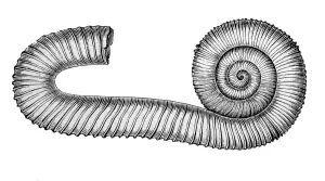 1887 Ammonite Engraving Print from French Geology Textbook