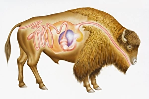 Digitalcross section illustration of European bison (Bison bonasus Digitalcross section illustration of European bison (Bison bonasus