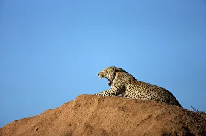 Distant view of a Leopard (Panthera Pardus) laying on a hill Distant view of a Leopard (Panthera Pardus) laying on a hill