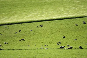 Distant View of Sheep Grazing in Lush Green Pasture Distant View of Sheep Grazing in Lush Green Pasture