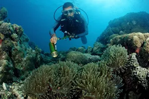 Diver and Blackfinned anemonefish or Maldives anemonefish (Amphiprion nigripes) Diver and Blackfinned anemonefish or Maldives anemonefish (Amphiprion nigripes)