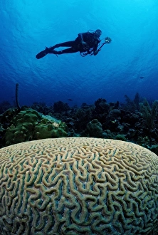 Diver swimming above brain coral, Cuba, Caribbean Sea Diver swimming above brain coral, Cuba, Caribbean Sea