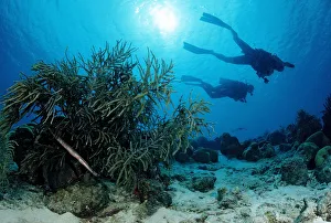 Divers swimming above coral reef, Cuba, Caribbean Sea Divers swimming above coral reef, Cuba, Caribbean Sea