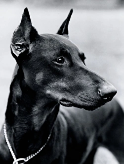 Doberman black sales and white