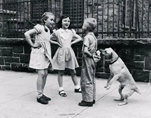 Dog Sneaks Ice Cream from Boys Hidden Cone on Sidewalk
