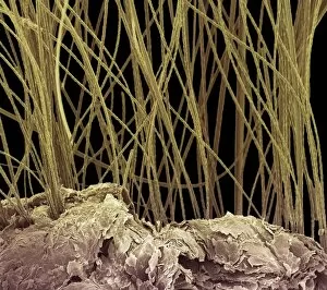 Images Dated 9th July 2009: Dog hair, colored scanning electron micrograph (SEM)