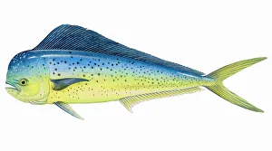 Collections/dorling kindersley prints/dolphin fish coryphaena hippurus Collections/dorling kindersley prints/dolphin fish coryphaena hippurus
