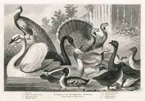 Domestic fowls engraving 1872 Domestic fowls engraving 1872