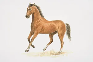 Domestic Horse (equus caballus), cantering, side view Domestic Horse (equus caballus), cantering, side view