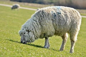 Domestic sheep -Ovis orientalis aries- grazing on an embankment on the Elbe River Domestic sheep -Ovis orientalis aries- grazing on an embankment on the Elbe River