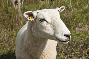 Domestic sheep in the salt marsh nature reserve, Hohwacht Bay, Behrensdorf, Schleswig-Holstein, Germany, Europe