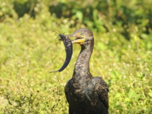 Double-crested cormorant, Phalacrocorax auritus, with freshly caught walking catfish Double-crested cormorant, Phalacrocorax auritus, with freshly caught walking catfish