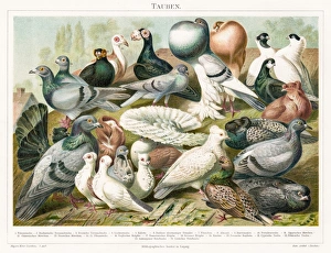 Doves chromolitograph 1895 Doves chromolitograph 1895