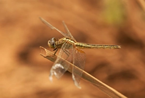 Dragonfly, Scarlet Skimmer or Crimson Darter -Crocothemis sevillia-, female, Battambang Dragonfly, Scarlet Skimmer or Crimson Darter -Crocothemis sevillia-, female, Battambang
