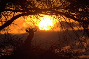 Dramatic Sunset with the Silhouette of a Giraffe . Antelope Park, Gweru Dramatic Sunset with the Silhouette of a Giraffe . Antelope Park, Gweru