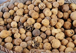 Dried lemons, spice souk, Dubai, United Arab Emirates, Arabia, Middle East, Orient Dried lemons, spice souk, Dubai, United Arab Emirates, Arabia, Middle East, Orient