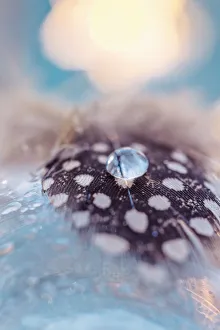 Drop of dew on a blue birds feather with spots on white background Drop of dew on a blue birds feather with spots on white background