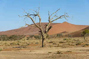 Dry tree in the dunes, Sossusvlei, Namib Naukluft Park, Namibia Dry tree in the dunes, Sossusvlei, Namib Naukluft Park, Namibia