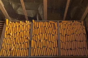 Corn Cob Photography Prints: Drying corn cobs -Zea mays subsp. mays-, Bavaria, Germany