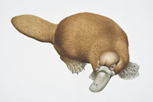 Collections/dorling kindersley prints/duck billed platypus ornithorhynchus anatinus Collections/dorling kindersley prints/duck billed platypus ornithorhynchus anatinus