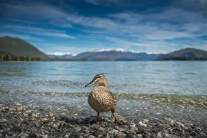 a duck standing at the edge of Wanaka lake a duck standing at the edge of Wanaka lake