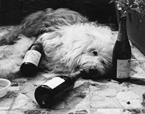 Dogs Collection: Dulux Dog Drunk