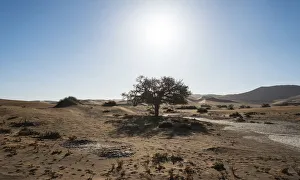 Dune landscape with oasis, Sossusvlei, Namib-Skeleton Coast National Park, Namibia Dune landscape with oasis, Sossusvlei, Namib-Skeleton Coast National Park, Namibia