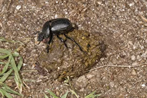 Dung Beetle -Scarabaeus semipunctatus- forming a ball of sheep dung, Lake Kerkini region Dung Beetle -Scarabaeus semipunctatus- forming a ball of sheep dung, Lake Kerkini region