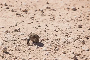 Dung beetles are beetles that feed partly or exclusively on dung Dung beetles are beetles that feed partly or exclusively on dung