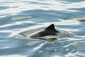 Dusky Dolphin -Lagenorhynchus obscurus- in Walvis Bay, Namibia Dusky Dolphin -Lagenorhynchus obscurus- in Walvis Bay, Namibia