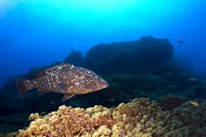 Dusky Grouper or Merou -Epinephelus marginatus-, near Santa Maria, Azores, Atlantic Ocean Dusky Grouper or Merou -Epinephelus marginatus-, near Santa Maria, Azores, Atlantic Ocean