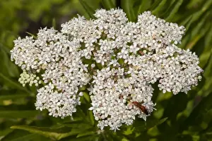 Blooming Plants Outdoors Prints: Dwarf Elder -Sambucus ebulus-