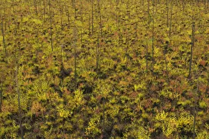 Dwarf willows, birch trees, berry plants and grasses, autumn Dwarf willows, birch trees, berry plants and grasses, autumn