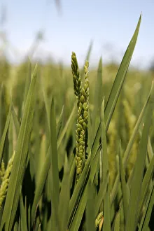 Ear of Rice -Oryza sativa-, rice paddy, rice cultivation near Pals, Basses d'en Coll, Catalonia, Spain, Europe Ear of Rice -Oryza sativa-, rice paddy, rice cultivation near Pals, Basses d'en Coll, Catalonia, Spain, Europe