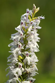 Early Marsh Orchid -Dactylorhiza incarnata Albino-, albino variant, Europe Early Marsh Orchid -Dactylorhiza incarnata Albino-, albino variant, Europe