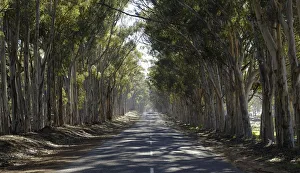 Early Morning Sunlight Shining Through a Canopy of Bluegums on Visserhoek Road Early Morning Sunlight Shining Through a Canopy of Bluegums on Visserhoek Road