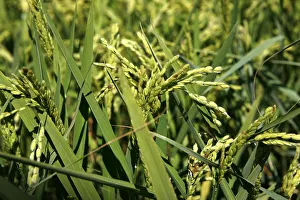 Ears of rice, rice paddy, rice cultivation near Pals, Basses d'en Coll, Catalonia, Spain, Europe Ears of rice, rice paddy, rice cultivation near Pals, Basses d'en Coll, Catalonia, Spain, Europe