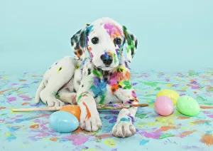 Easter Dalmatain puppy Easter Dalmatain puppy