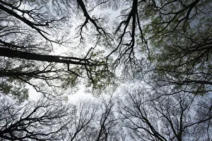 Eastern hardwood forest canopy in early spring Eastern hardwood forest canopy in early spring